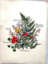 Herbarium Antoinette Langer