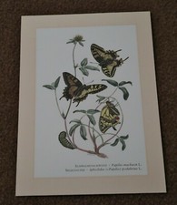 SCHWALBENSCHWANZ, SEGELFALTER . Kunstdruck . Poster . Bild. Dekoration