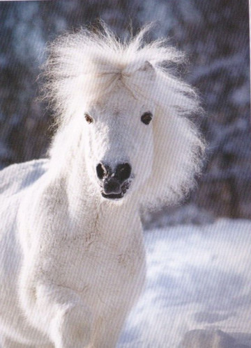 Pferd horse postcard - *,