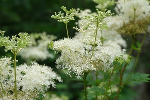 Bienenweide flipendula - -,