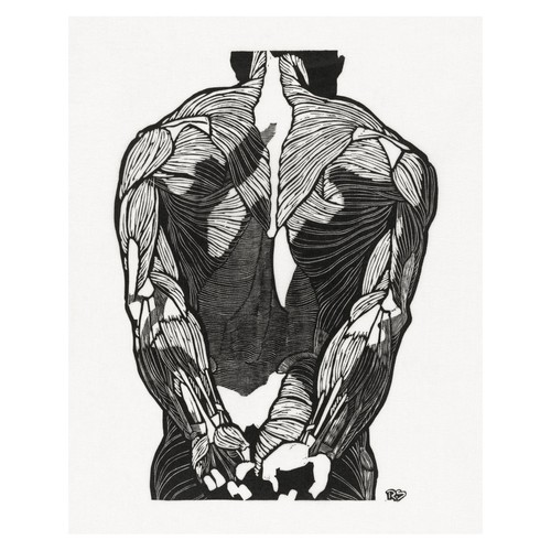 Anatomische