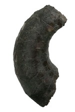 Devon  Pleuronoceras sp.  Nautilus  Nautilide  Hillesheimer Mulde  Eifel  3898