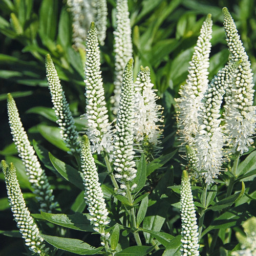 Ehrenpreis veronique white - ehrenpreis, white'