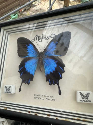Echter schmetterling - echter,