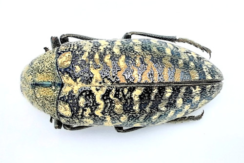 Buprestidae julodis - buprestidae,,