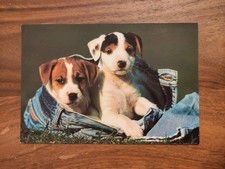Hundepostkarte ? PERSON JACK RUSSELL TERRIER ? AK HUND 