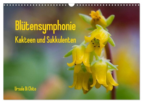 Blütensymphonie kakteen und - -,