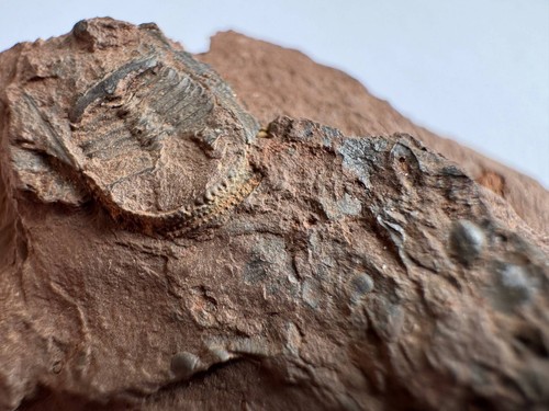 Trilobit trinucleiid - trilobit,