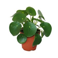 Pilea peperomioides - Glückstaler - Bauchnabelpflanze 11 cm Topf