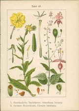 Lithographie : 1. Isnardie