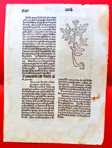 Inkunabel hortus - 🌿,