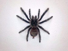 Grammostola Acteon Vogelspinne