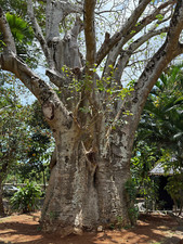 Affenbrotbaum Adansonia digitata Afrikanischer Baobab 10 Samen Exot Rarität Baum