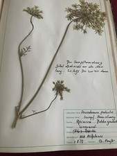 Gepresste pflanzen herbarium - pflanzen,