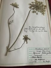 gepresste pflanzen herbarium 1977 Unikat von der Drogisten Prüfung