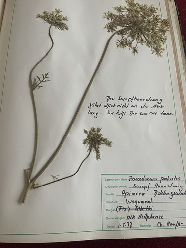 Gepresste pflanzen herbarium - gepresste,