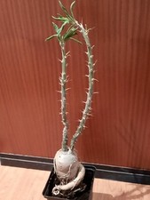 Pachypodium succulentum L