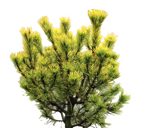 Berg kiefer pinus mugo - pinus,