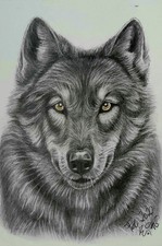 Wolf  Kohlezeichnung 19 x 29