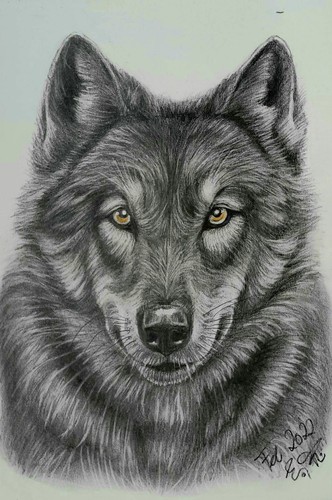 Wolf kohlezeichnung x 29 - wolf, 19