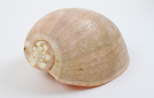 Melo broderipii / Melo diadema