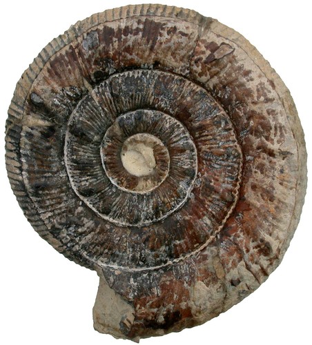Lias prodactylioceras davoei - lias,