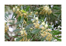 50x Acacia melanoxylon Schwarzholz Akazie Pflanzen - Samen ID517
