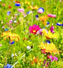 1kg Blumengarten Bienenweide, Blühmischung, Blumenwiese, für 1000m²