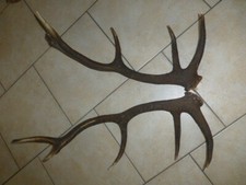 Abwurfstangen Geweihstangen Hirschhorn Hirschgeweih Geweih Horndekoration