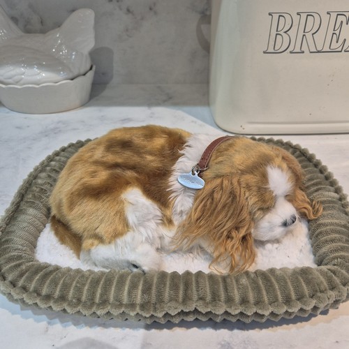 King charles spanial - king, dog