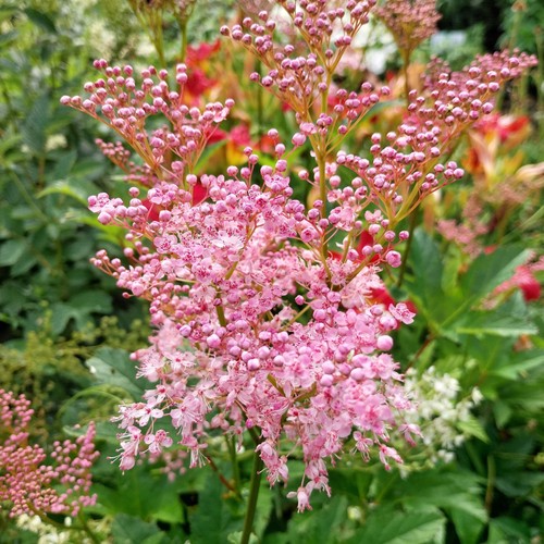 Garten mädesüß venusta - garten-mädesüß,