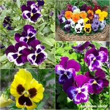 Stiefmütterchen Mix *100+