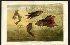 Farbchromo Litho  "Grossflosser Paradiesfisch" - Von 1895    (J-BE2)