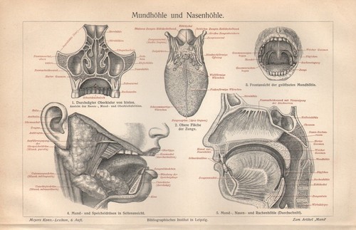 Anatomie mensch hno mundhöhle - mensch,