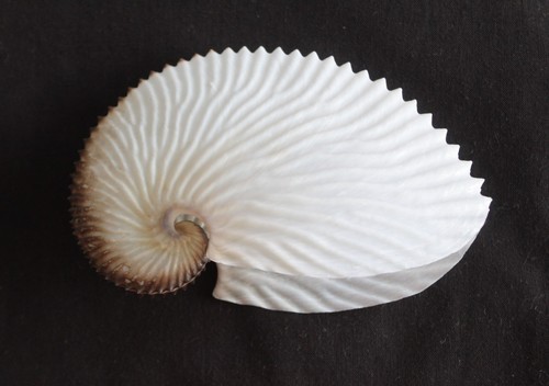 Paper argonaut muschel - muschel, (aa3)