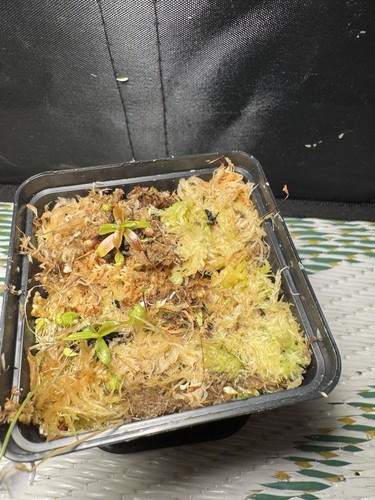Nepenthes x - x,