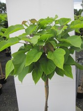 Hochstamm Kugel-Trompetenbaum Nana - Catalpa bignonioides - Stamm 80cm + Krone