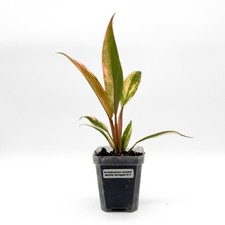 Philodendron Caramel Marble |