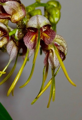 Masdevallia species ovo - masdevallia,