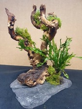 Aquariumwurzel bäumchen 20 - aquariumwurzel, ca.20