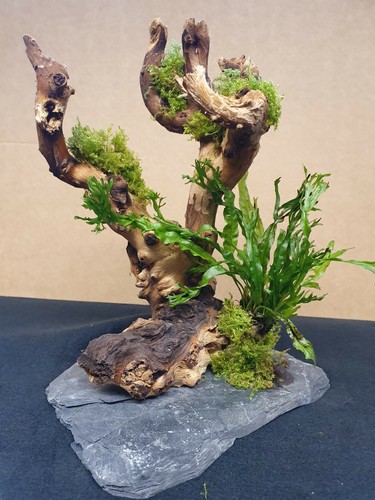 Aquariumwurzel bäumchen 20 - bäumchen, ca.20