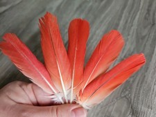 5 x  rote ❤ Vogelfeder Papageienfeder Mauserfedern basteln Feder Traumfänger 