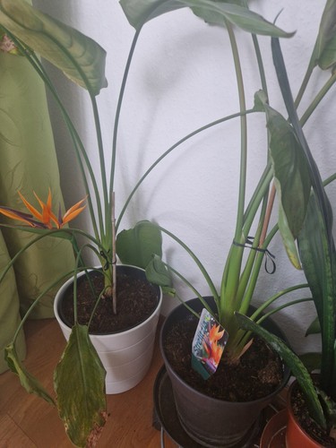 Paradiesvogel blume mit topf - mit,