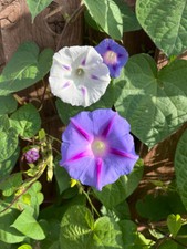 PRUNKWINDE Mischung, Weiß und