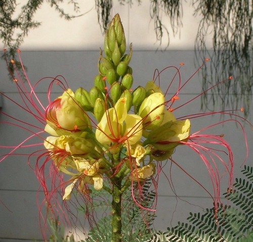 Samen naturnaher garten - samen,