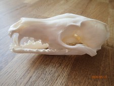 Fuchsschädel, gereinigt