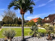XXL Palme frostsicher, winterhart, Kunstpalme, keine Hanfpalme, ca. 350 cm Höhe