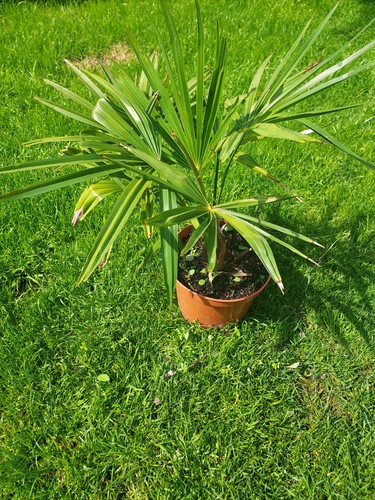 Trachycarpus fortunei - trachycarpus,
