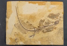Sinohydrosaurus aus china auf - sinohydrosaurus,