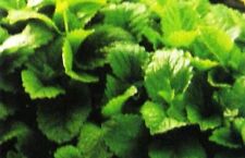 Zitronenmelisse Melissa officinalis Heilpflanze Küchenkraut Tee 100 Samen Bio